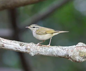 Дуучшувуу (Цэгээншилбэ дуучшувуу)